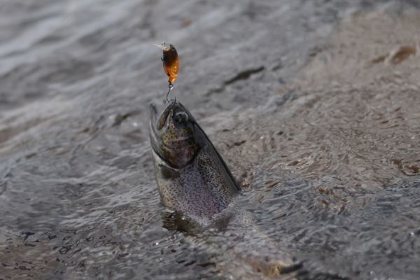 Pesca de truchas en la zona: las múltiples ventajas de los crankbaits