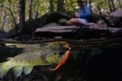 Pesca de truchas con sbalo