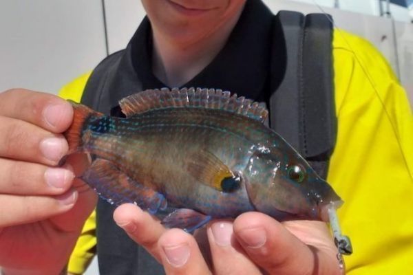 La pesca del pez napolen, una bsqueda minuciosa y llena de color