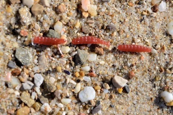 La pesca con cebo artificial, práctica y eficaz con muchos peces Pesca con cebo artificial