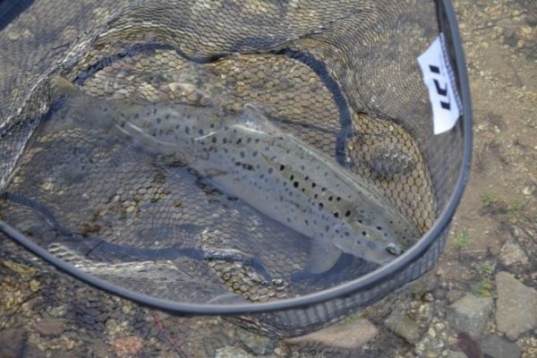 La pesca de la trucha con cebo artificial, una técnica eficaz Pesca de la trucha con cebo artificial