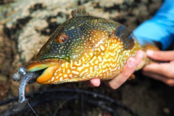 Equipo y tcnicas para la pesca de orilla del salmn del Danubio