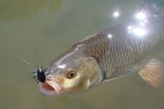 Pesca de cacho con imitaciones de insectos