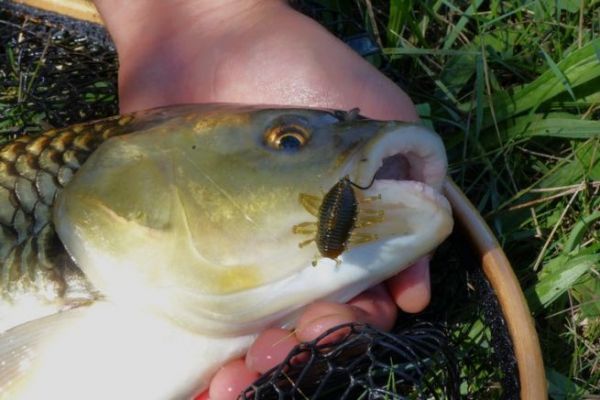 Pesca de cacho con seuelos de insectos, el equipo adecuado para el xito