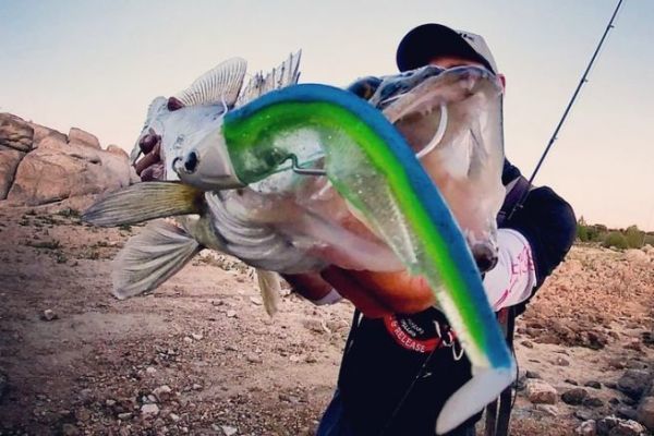 Escria Arteaga : Pesca de depredadores con seuelos