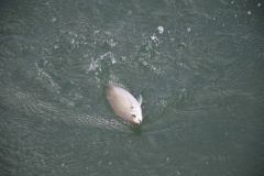 Pesca de saupe