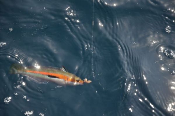 La pesca del girelle en el Mediterráneo, divertida y accesible a todos Pesca de maruca