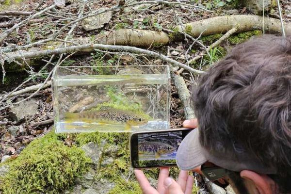 Nanoacuarios para obtener magníficas fotos de peces Utilizar un nanoacuario para pescar