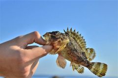 Pesca de roca con Power Isome