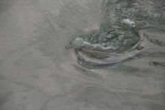 Pesca de espridos con flotador