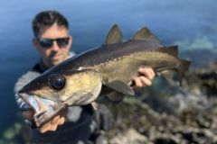 La pesca del abadejo desde la costa es excepcional en Irlanda.