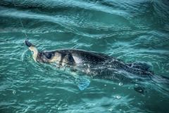Pesca desde orilla o desde barco? Es difcil elegir entre las dos y decir con precisin si una de estas prcticas es mejor que la otra