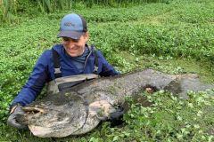 Pesca del siluro con rompedor