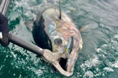 Echemos un vistazo a la normativa que regula la pesca recreativa del atn rojo