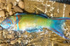 Pez pavo real