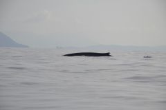Proteger los ocanos y la fauna