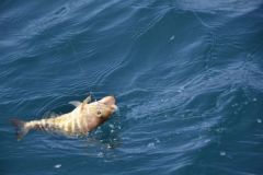 Pesca de peces de roca en verano