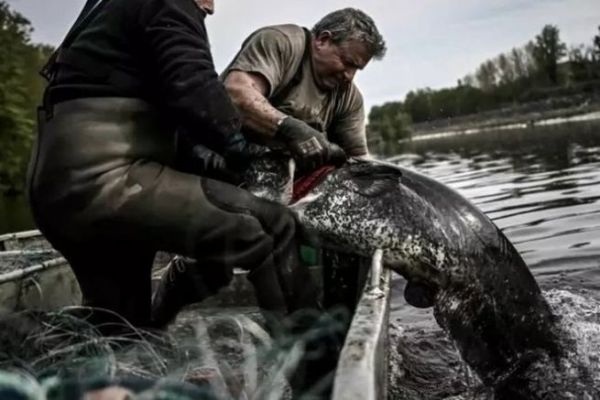 Pesca profesional del siluro