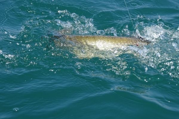 Pesca de depredadores