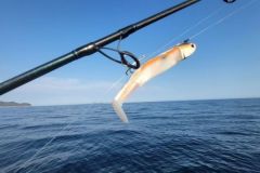 Black Minnow (salmonete negro)