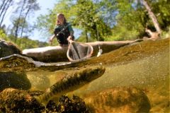 Pesca de truchas en verano