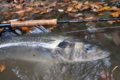 La pesca de la lubina es un tipo especial de pesca que requiere un equipo especial.