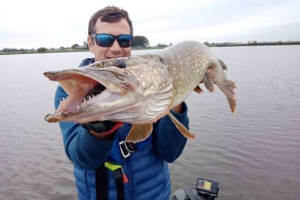 Pesca del lucio en los plderes neerlandeses, los 5 mejores seuelos