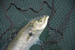 Pesca en vivo con gallineta nrdica