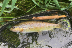 Una gran sesin de pesca con algunas truchas bretonas muy finas