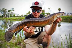 Originaria de Asia, la cabeza de serpiente diana se puede encontrar en Florida.