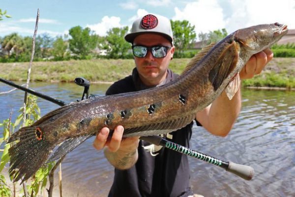 El aparejo robusto ideal para la pesca de la cabeza de serpiente con diana