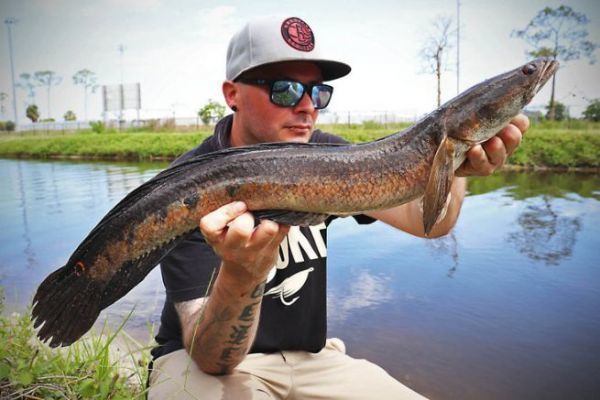 4 seuelos slidos y eficaces para la pesca de la cabeza de serpiente diana