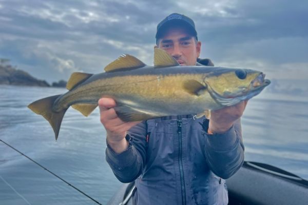 En verano, podrá seguir pescando abadejos