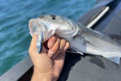 En un da claro y soleado, los seuelos brillantes destacan sobre los peces activos