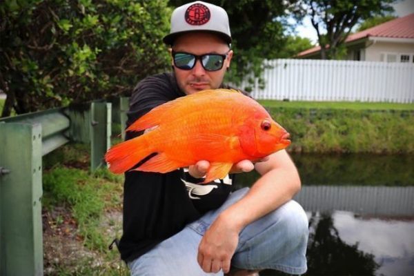 5 especies de cclidos centroamericanos en Florida