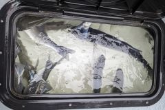 Pesca de lubinas en verano