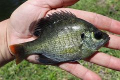 El lucioperca es originario de Florida.
