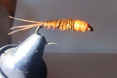 Ninfa cola de faisn cabeza naranja
