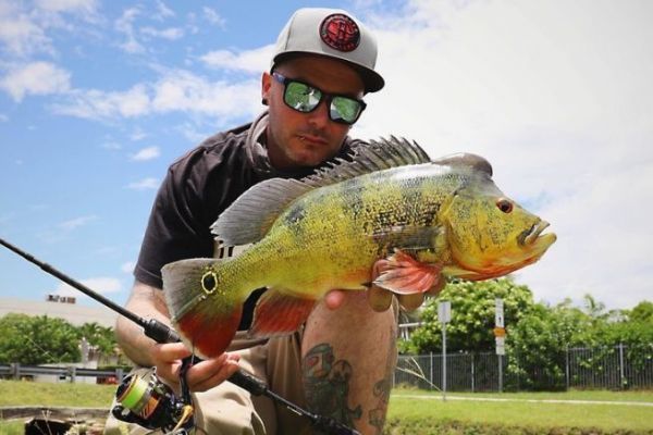 Florida: descubra el pavn, tan bello como combativo