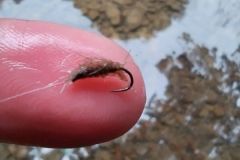 Pesca de la trucha en seco