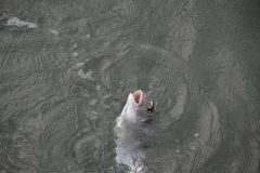 Cebo para la pesca del besugo