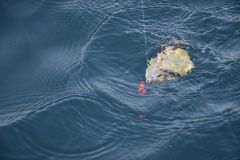 Pesca del sar con cebo