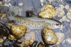 Pesca de truchas en Bolivia
