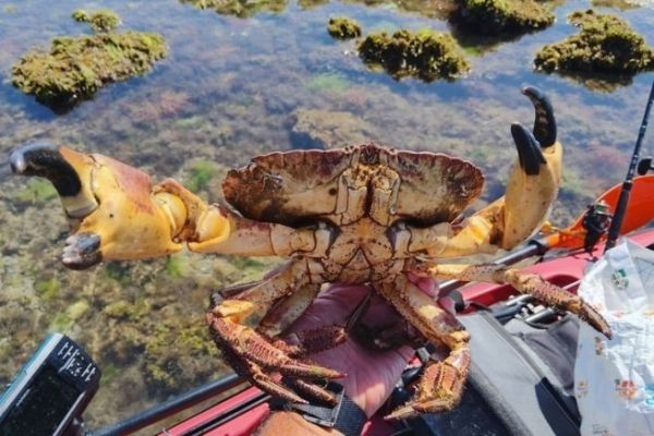 Recogida de cangrejos