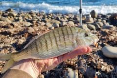 Pesca de la dorada jaspeada con cebo