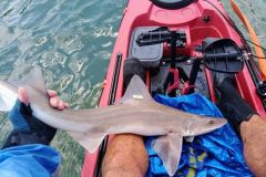 Pesca de emisoles