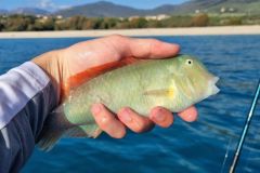 Pesca de renos