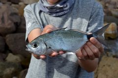 Pesca de oblada con cebo