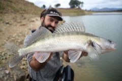 Pesca del lucioperca desde la orilla