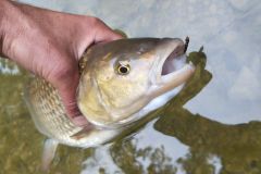 Pesca de cacho con ninfa